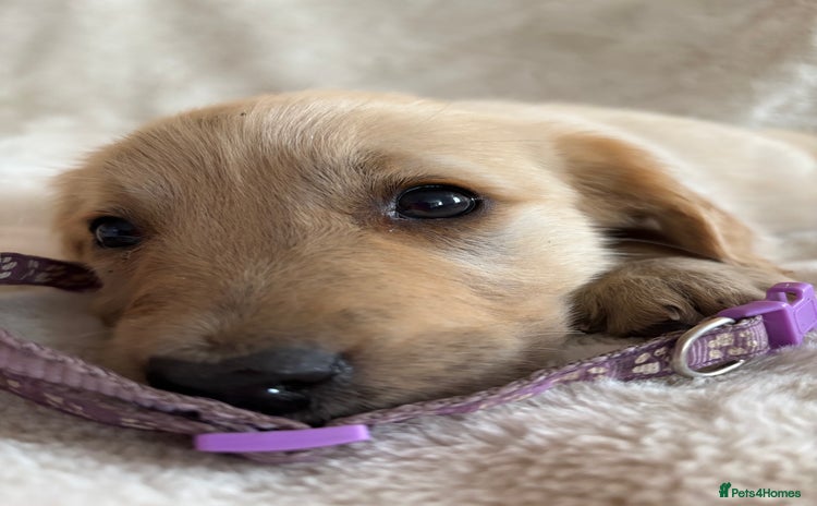 Golden Retriever dogs - Advert 12