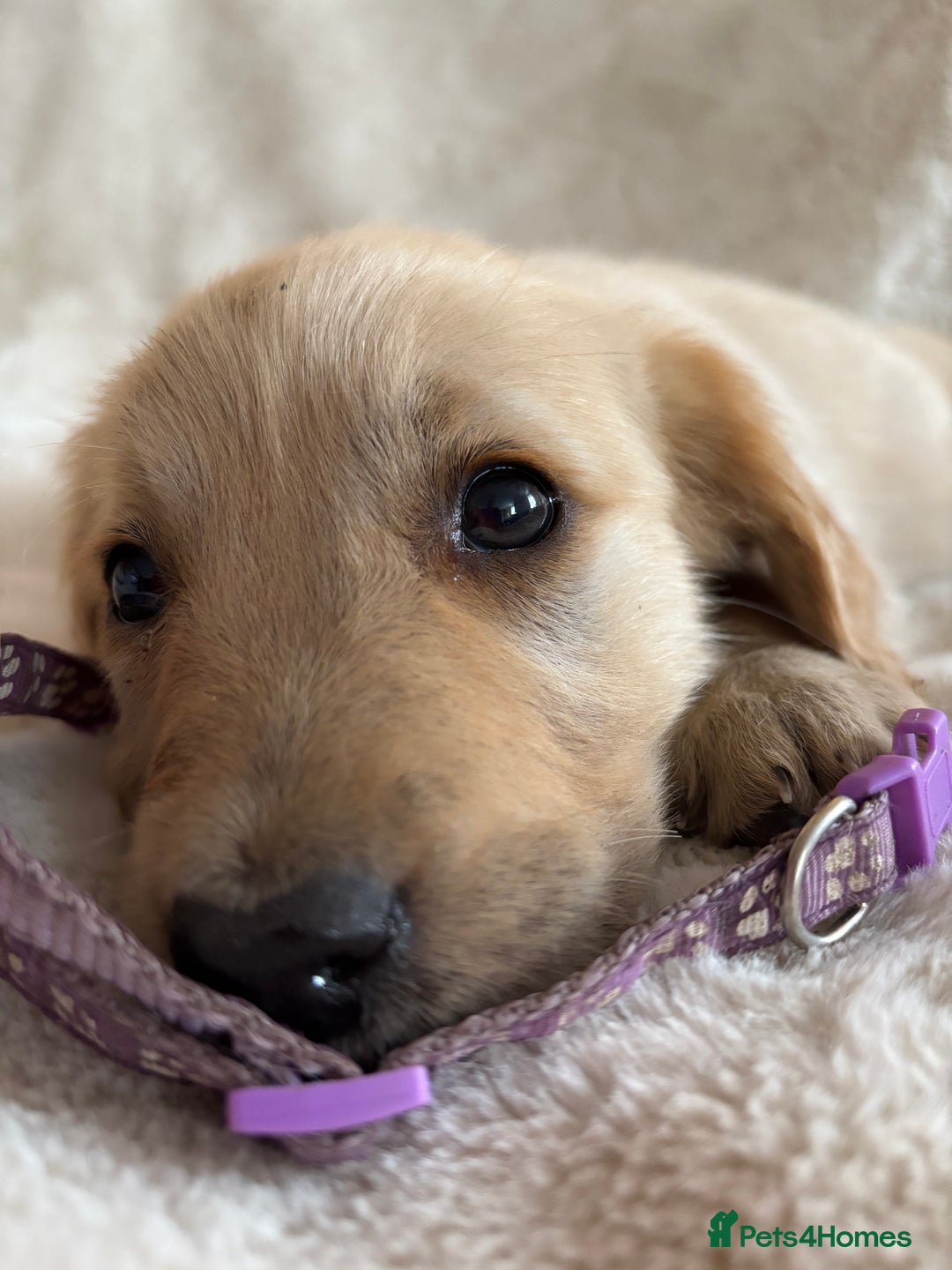 Golden Retriever dogs for sale: Golden retriever puppies ready to go  NOW 🐶🐾🦴  - Image 8