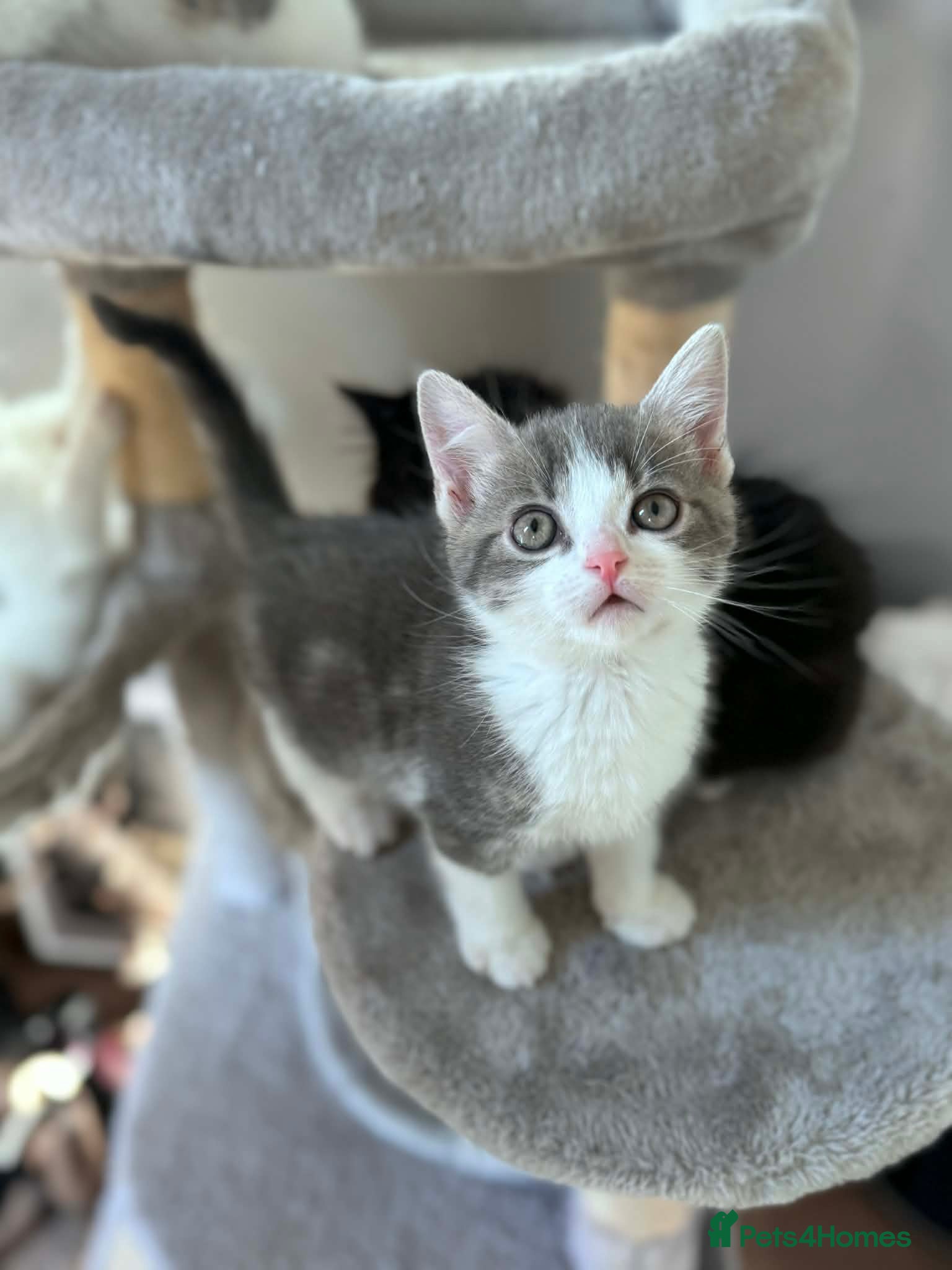 Mixed Breed cats 💕✨ Adorable kittens for a forever home 🐾🏡 - Advert 1