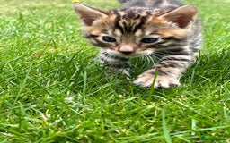 Bengal cats for sale: Tica registered baby Bengal Boys  - Image 5