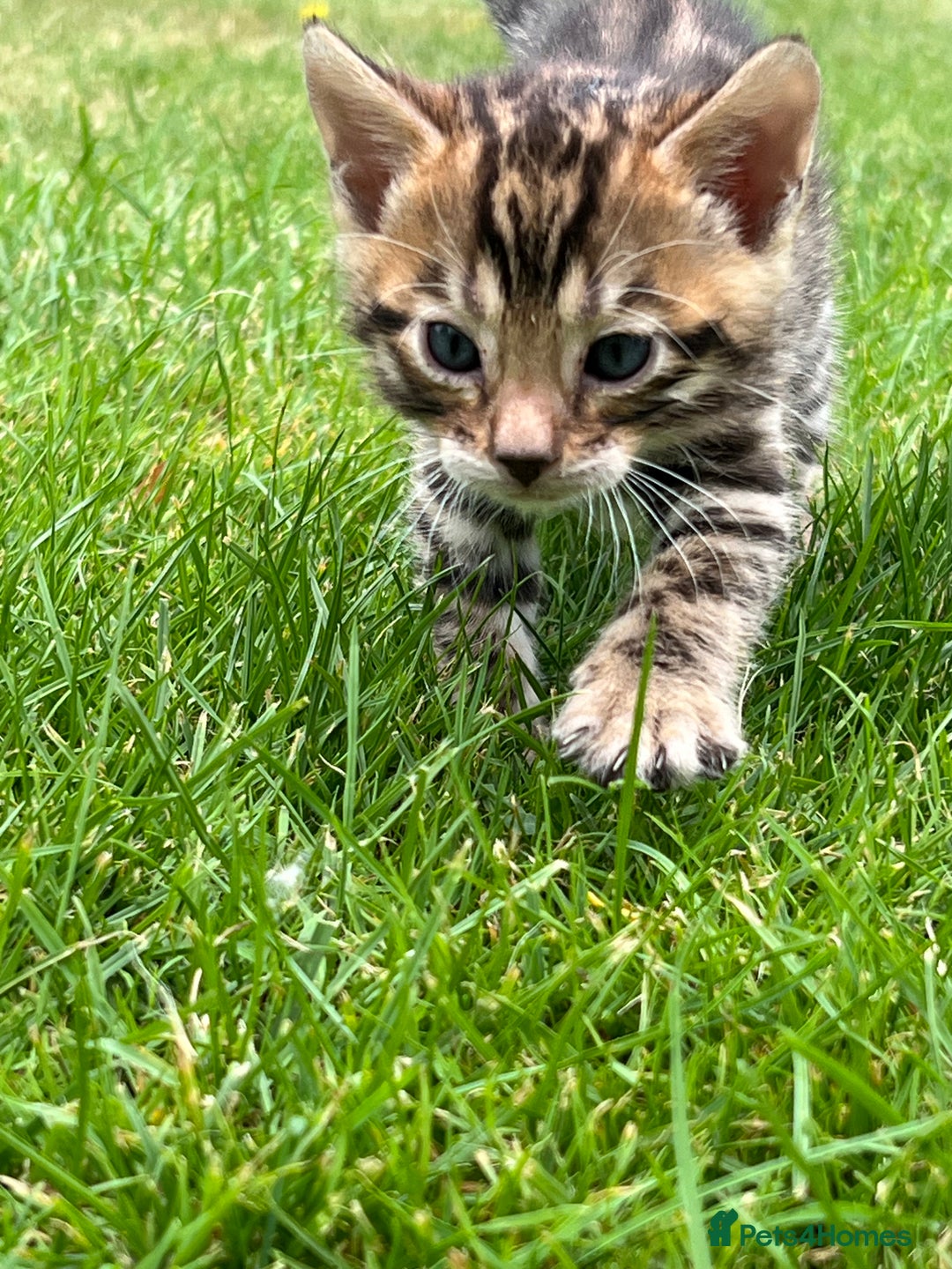 Bengal cats for sale: Tica registered baby Bengal Boys  - Image 5