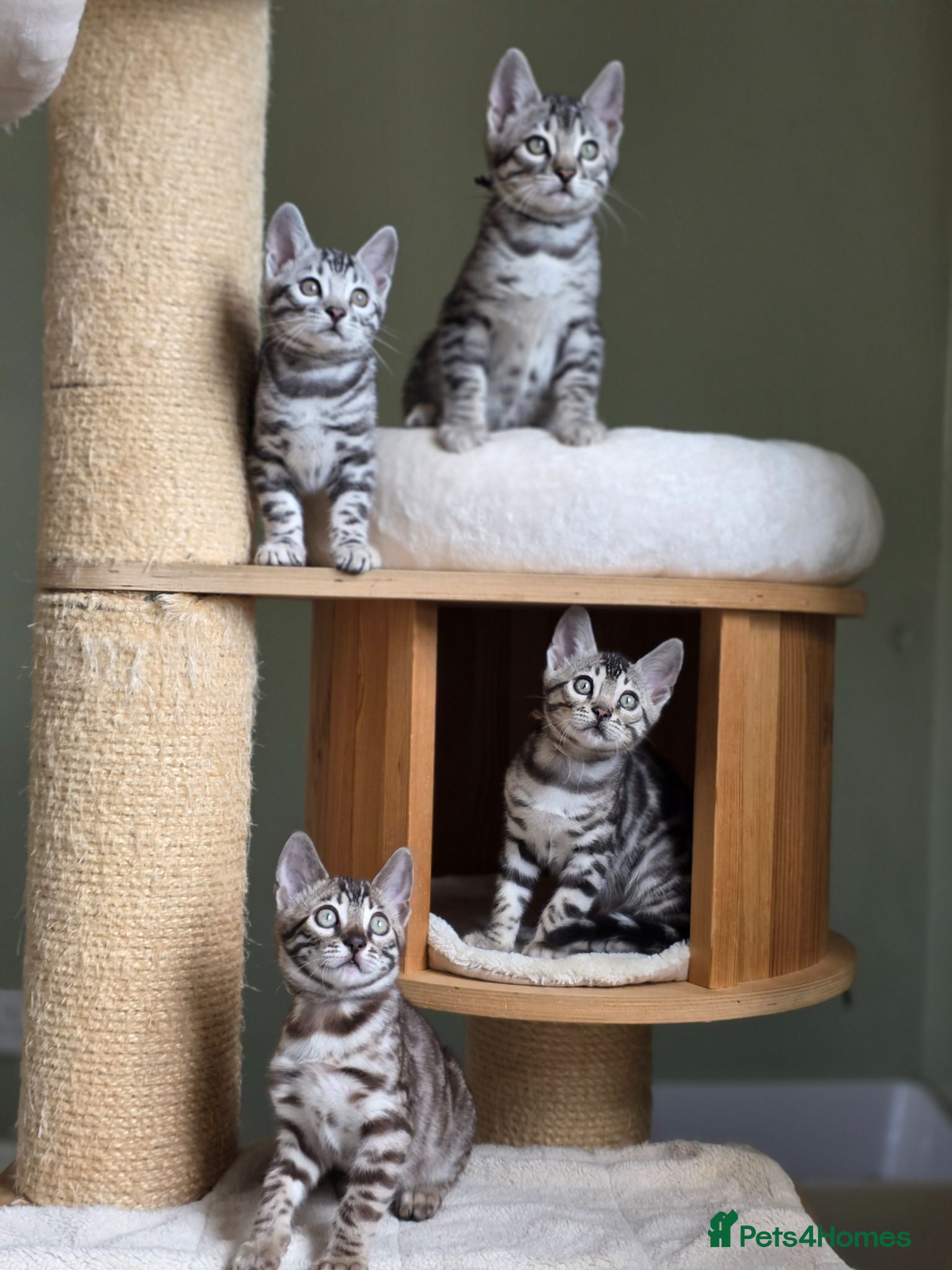 Bengal cats Gorgeous Health Tested Bengal Kittens  - Advert 1