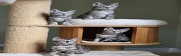 Bengal cats for sale: Gorgeous Health Tested Bengal Kittens  - Advert 1