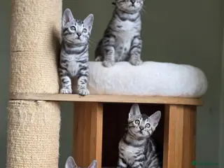 Bengal cats for sale: Gorgeous Health Tested Bengal Kittens - Advert 2