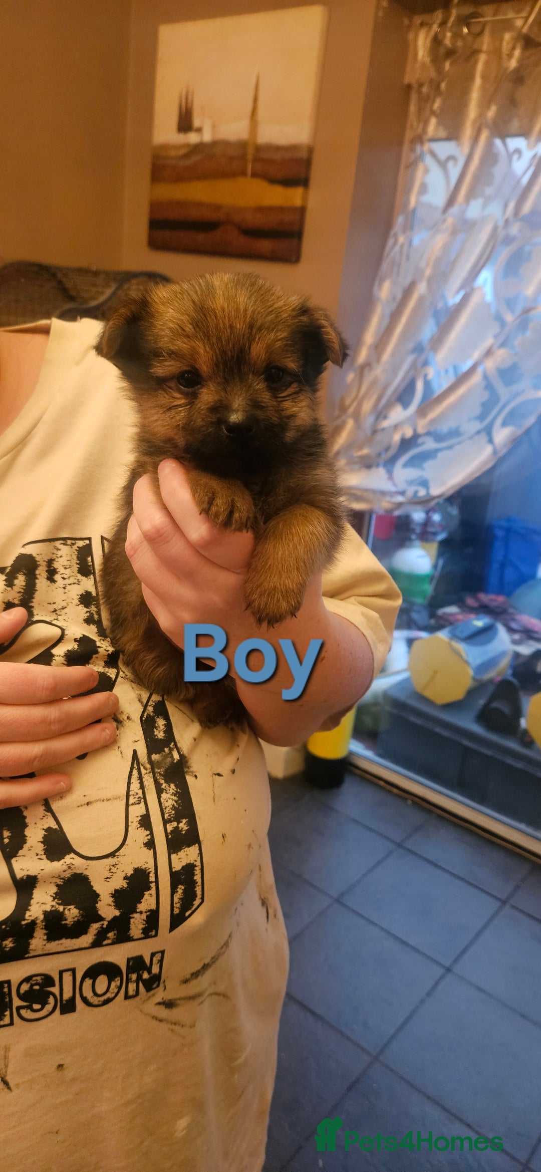 Mixed Breed dogs for sale: Yorkie Pom's for sale - Advert 2