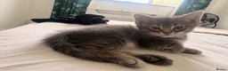 Domestic Shorthair cats for sale: Adorable Male kittens - Advert 3