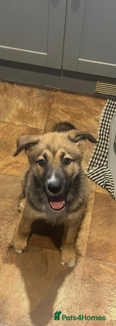 Mixed Breed dogs 11 week old female belusky for sale  - Advert 2