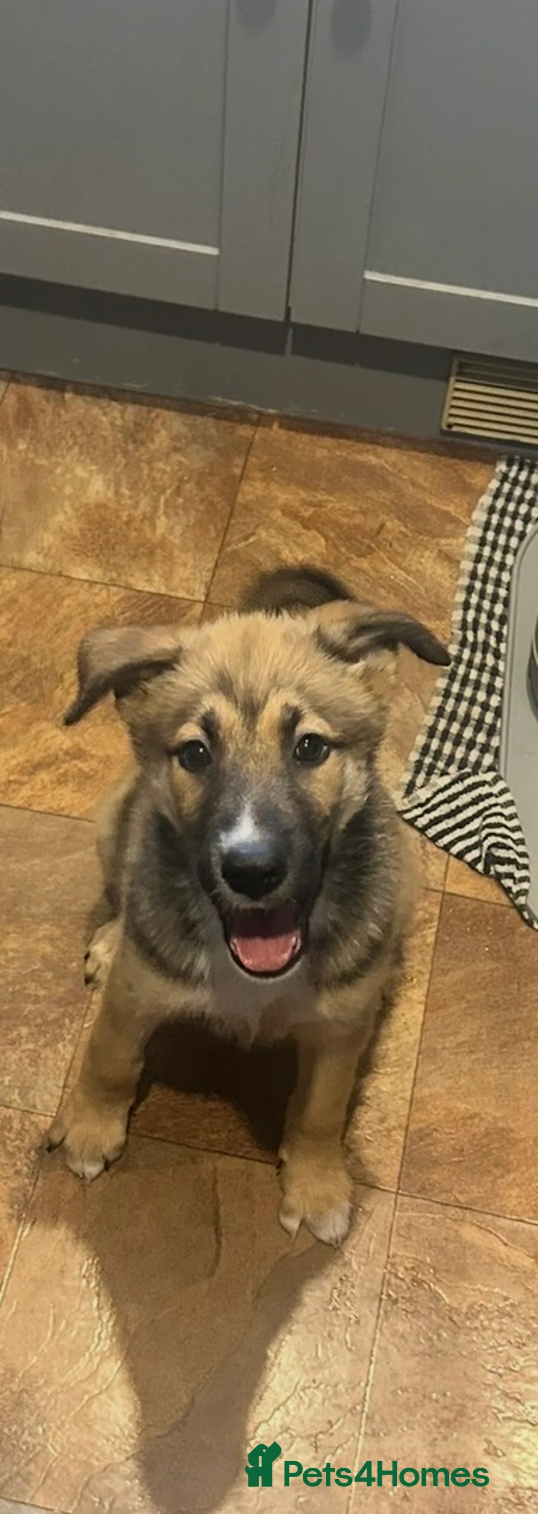 Mixed Breed dogs for sale: 11 week old female belusky for sale  in Sheerness - Advert 1