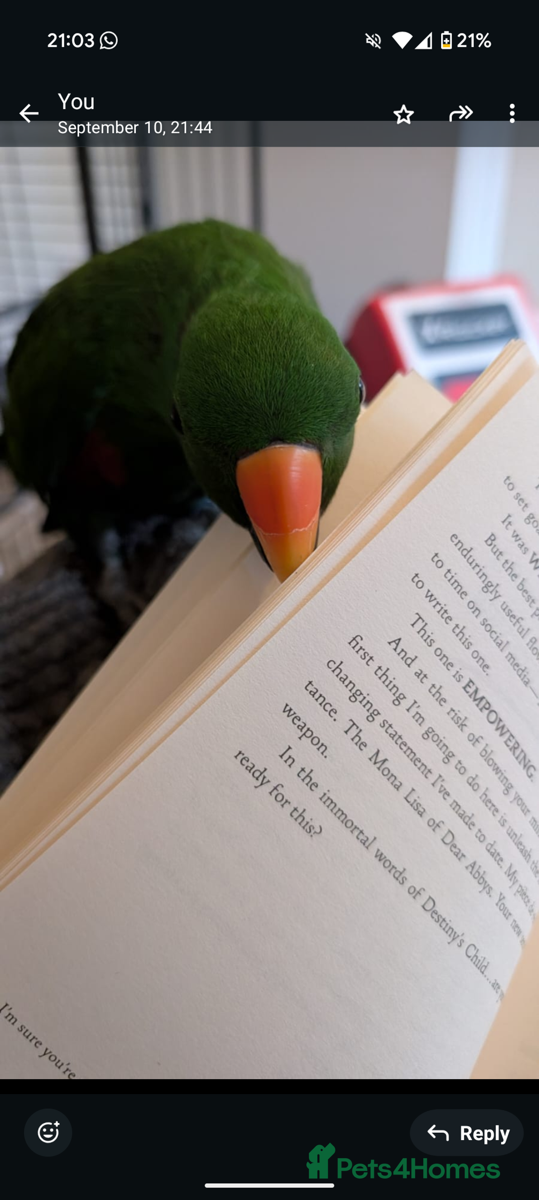 Parrots birds for sale: Male Eclectus  - Image 5