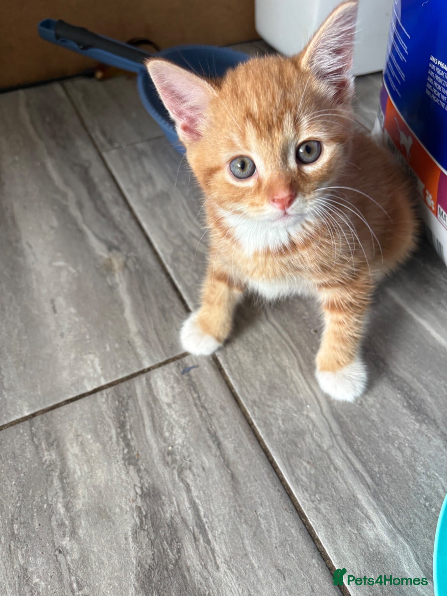 Mixed Breed cats Ginger Female - Ready to Leave - Advert 3