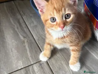 Mixed Breed cats Ginger Female - Ready to Leave - Advert 3