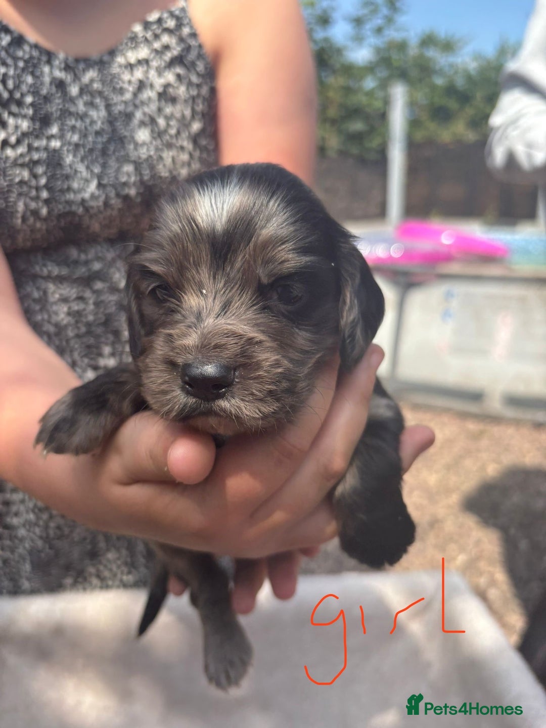 Cocker Spaniel dogs for sale: Merl cocker spaniel puppies  - Image 2