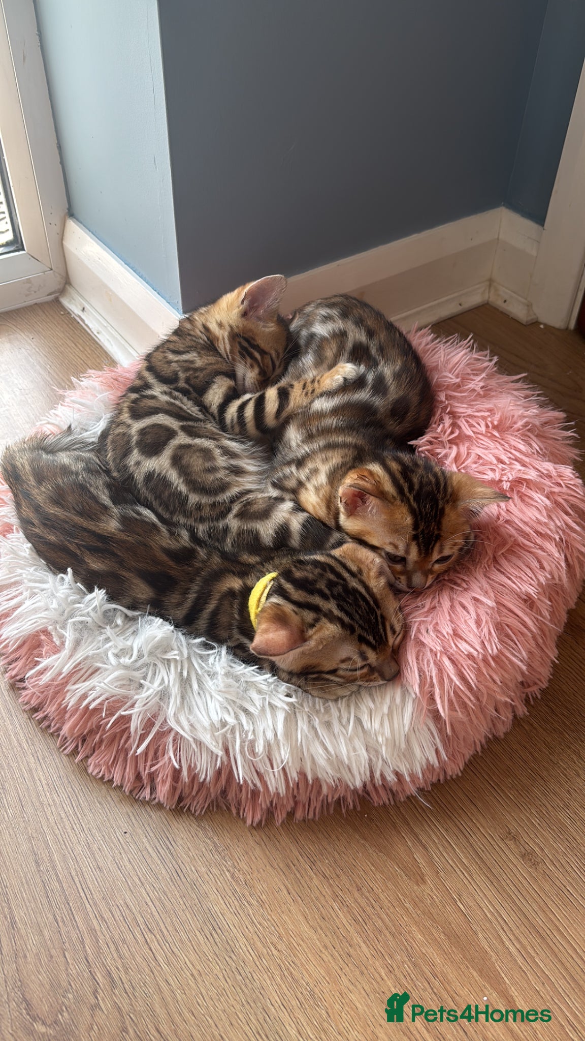 Bengal cats for sale: Exceptional Bengal Kittens With Amazing Rosettes ✨ - Advert 1