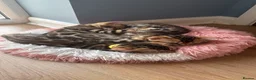 Bengal cats for sale: Exceptional Bengal Kittens With Amazing Rosettes ✨ - Advert 1