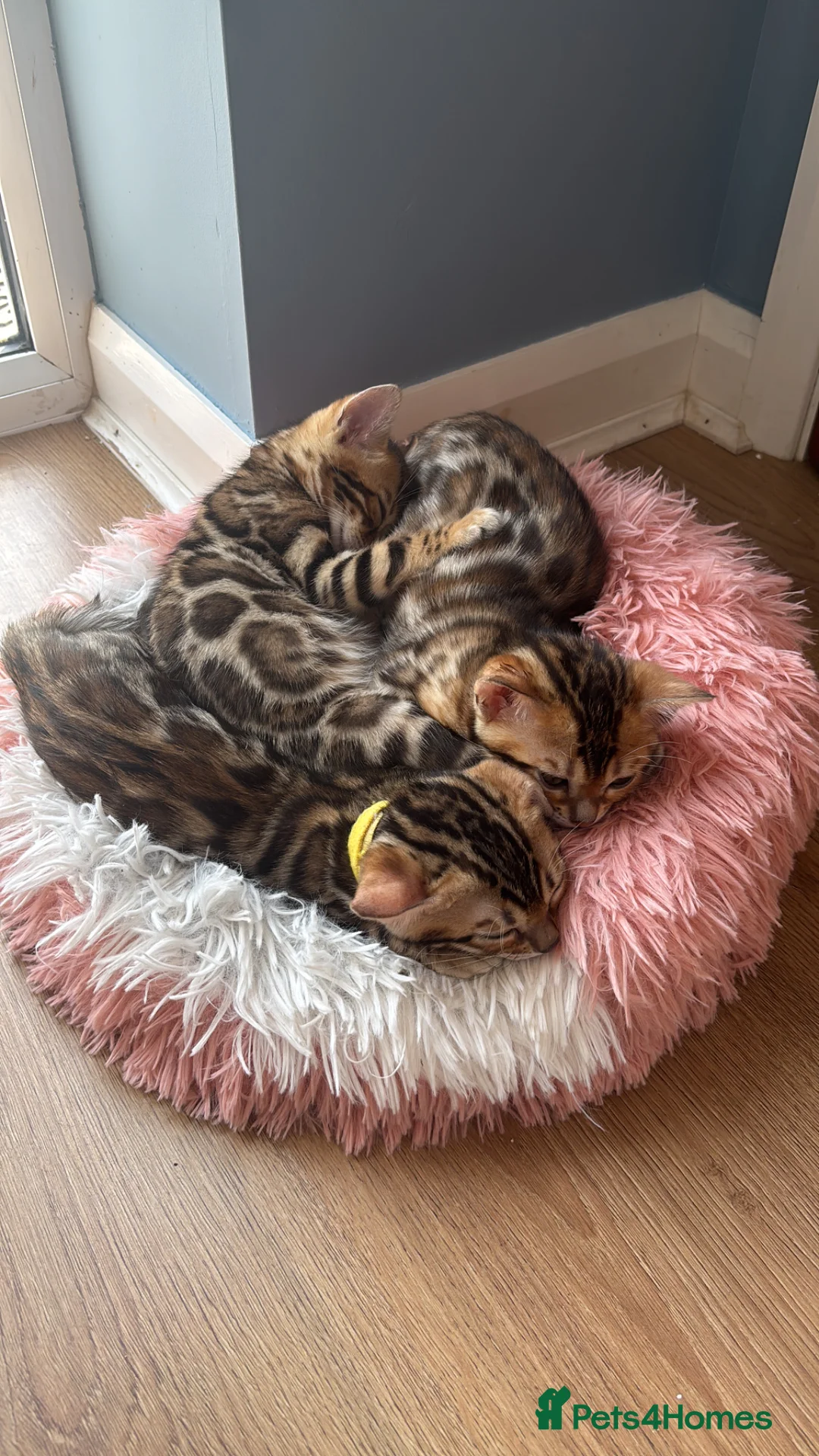 Bengal cats for sale: Exceptional Bengal Kittens With Amazing Rosettes ✨ - Advert 1