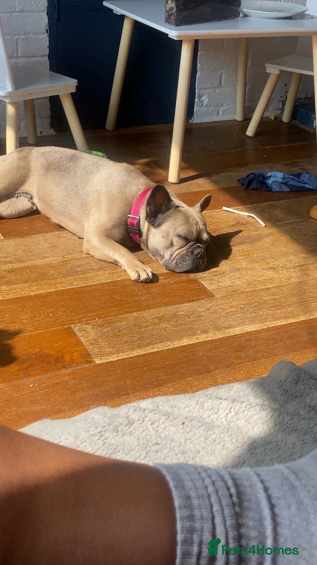 French Bulldog dogs for sale: Blue fawn french bulldog  - Advert 2