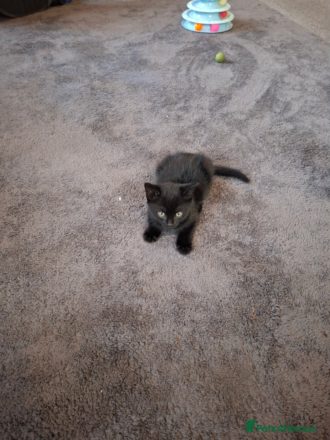 Mixed Breed cats for sale: 3 adorable male kittens  - Image 5