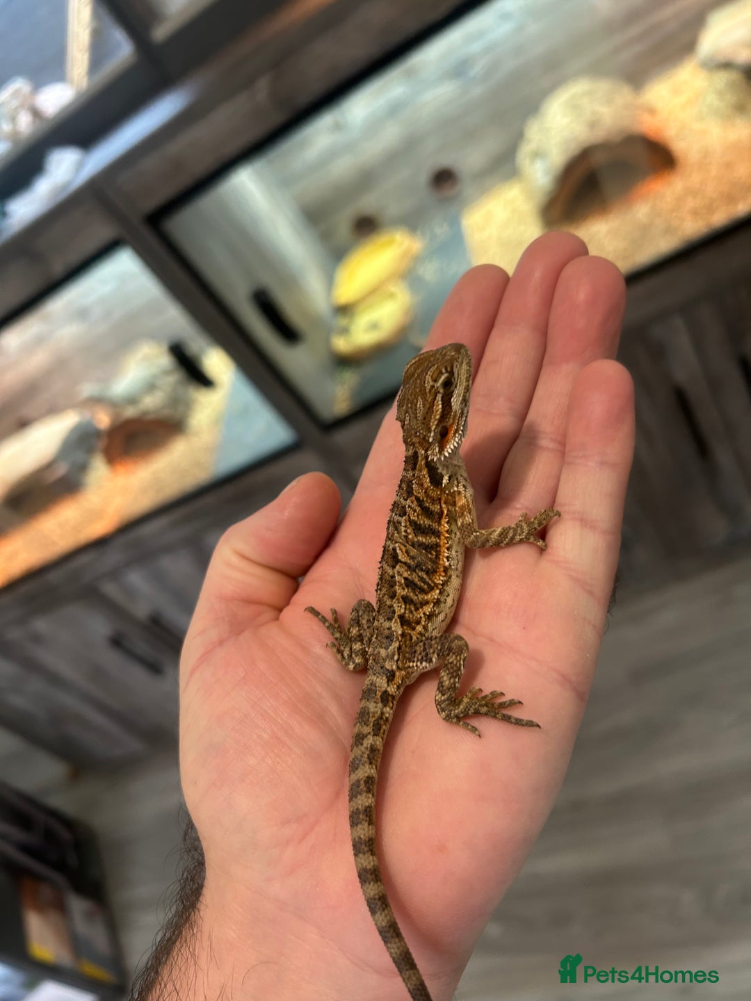 Bearded Dragon reptiles for sale: 60 Baby bearded dragons - Image 19
