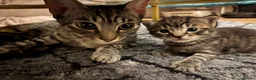 Mixed Breed cats for sale: 4 Male Grey/Ginger Tabby in London - Advert 3
