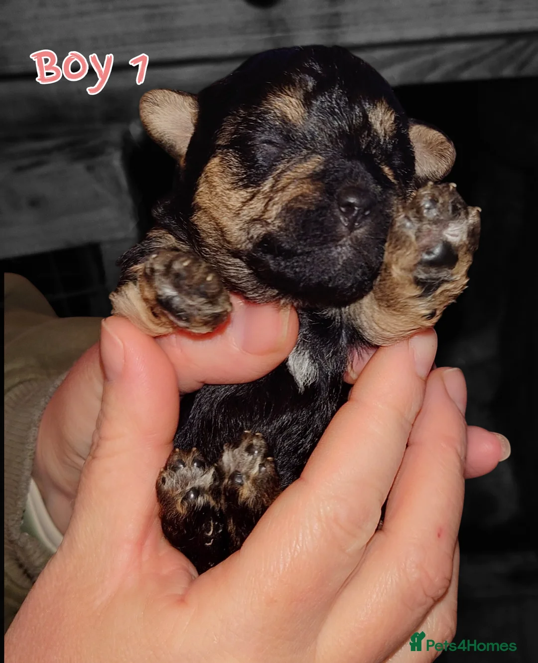 Mixed Breed dogs for sale: Adorable poodle x scoodle puppies  in Leicester - Advert 8