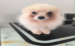 Pomeranian dogs for sale: Male Pomeranian  - Image 9