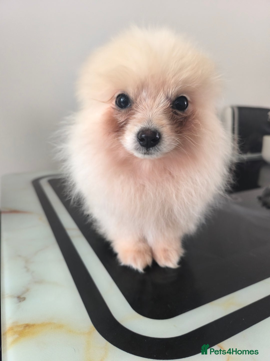 Pomeranian dogs for sale: Male Pomeranian  - Image 9