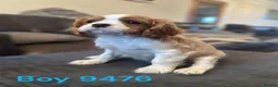 Cavalier King Charles Spaniel dogs for sale: cavalier king charles pups DNA TESTED  - Advert 7