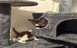 Domestic Shorthair cats for sale: Kittens For Sale - Image 6