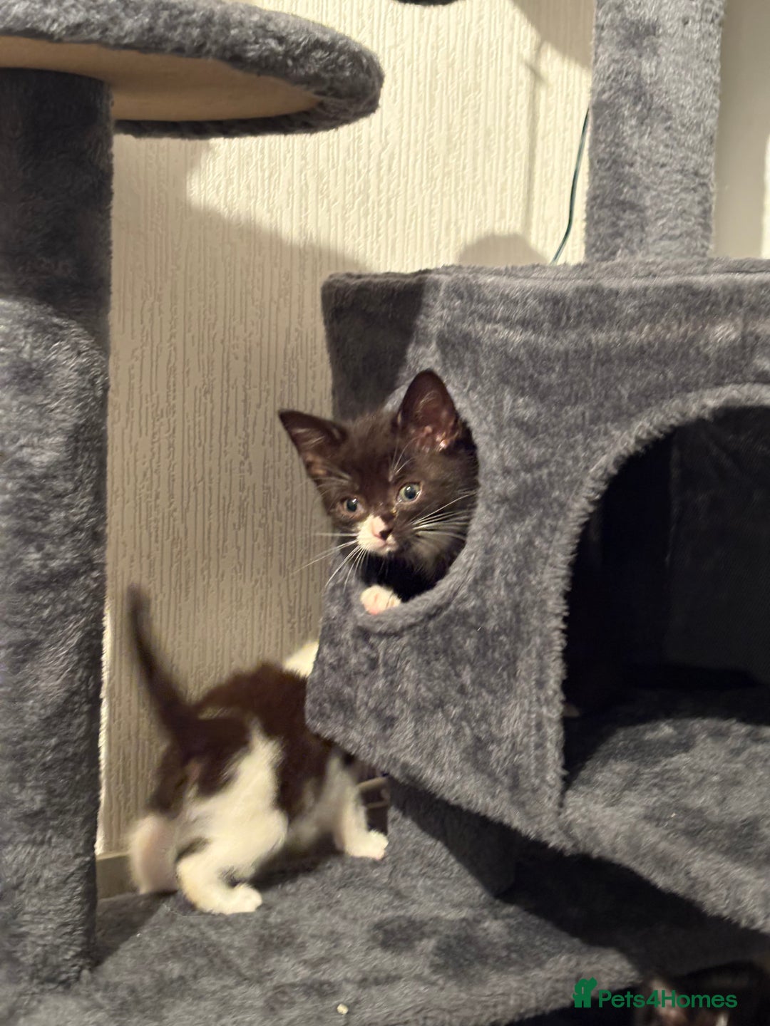 Domestic Shorthair cats for sale: Kittens For Sale - Image 6