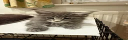 Maine Coon cats for sale: Maine coon - Advert 7