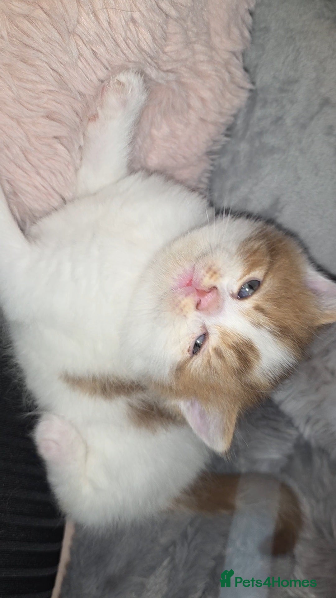 Munchkin cats Munchkin kittens - Advert 1