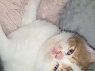 Munchkin cats Munchkin kittens - Advert 2