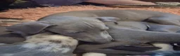 Italian Greyhound dogs for sale: Italian greyhound / whippet  - Advert 11