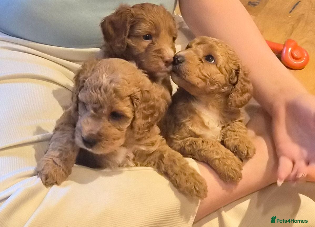 Cockapoo dogs Fox red cockapoo puppies - Advert 1