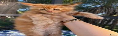 Maine Coon 2