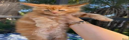 Maine Coon cats for sale: PureBred maine coon kittens - Advert 8