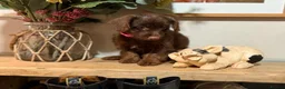 Jackapoo dogs for sale: *** Stunning Jackapoos Ready Now - Advert 9
