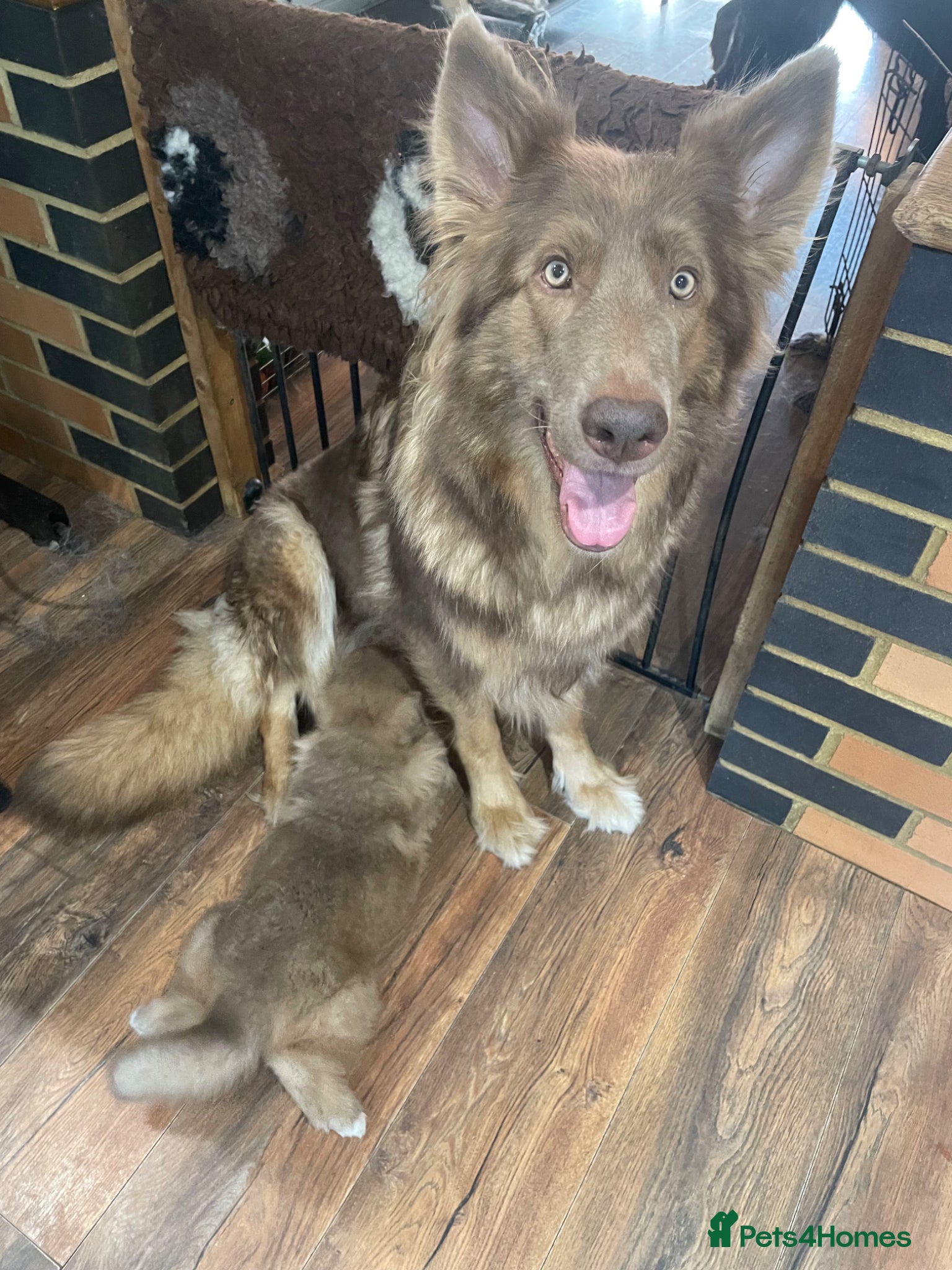 German Shepherd dogs Rare Isabella long coated German shepherd pup  - Advert 2
