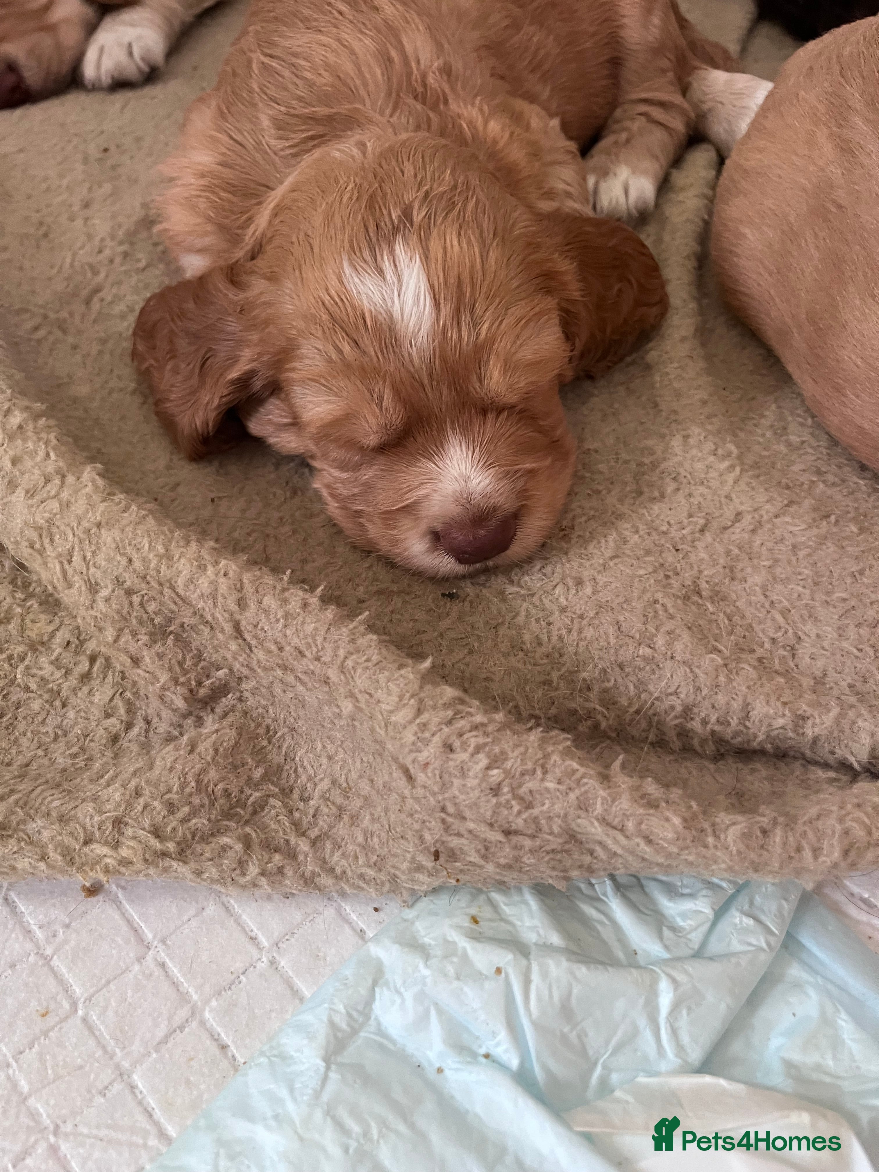 Cocker Spaniel dogs 6 Beautiful Cocker Spaniel Pups - Advert 2