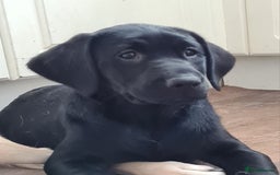 Labrador Retriever dogs for sale: Last girl Kc reg labrador puppies  in Jedburgh - Image 3