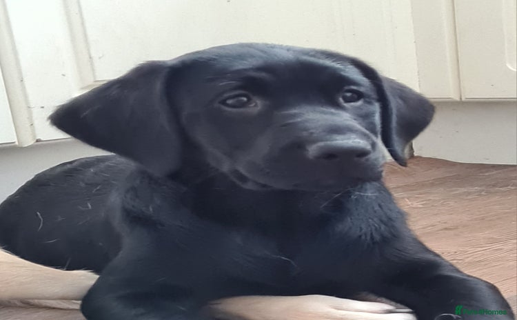 Labrador Retriever dogs in Jedburgh - Advert 2