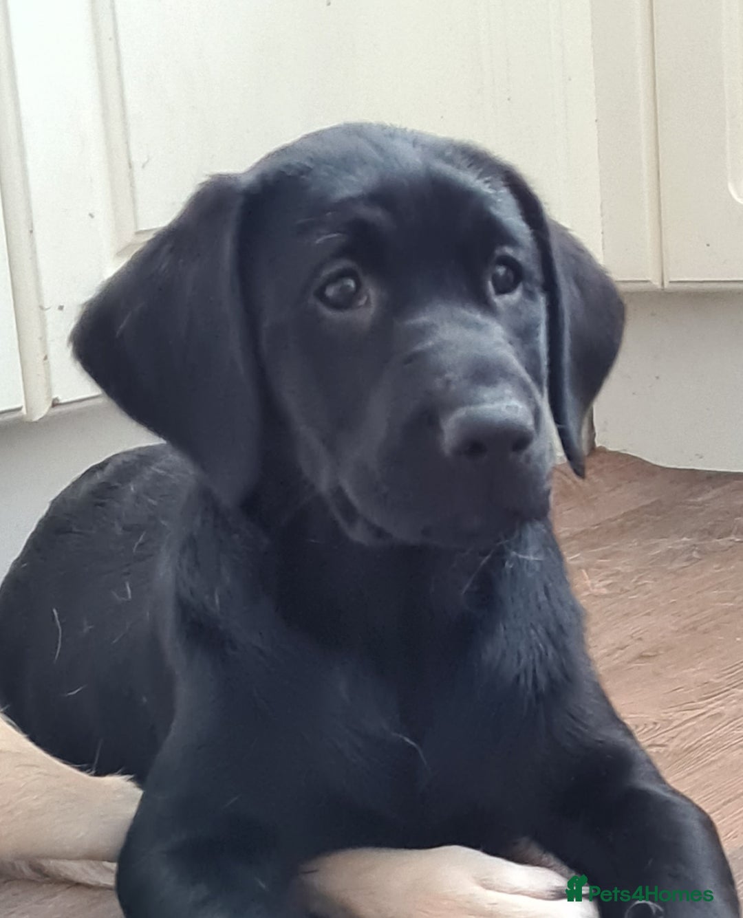 Labrador Retriever dogs for sale: Last girl Kc reg labrador puppies  in Jedburgh - Image 3