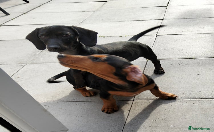 Dachshund dogs - Advert 1