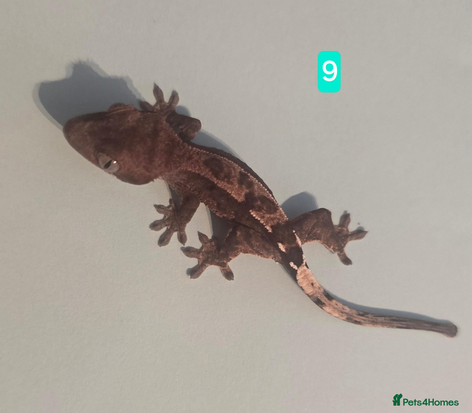 Gecko reptiles Current reptiles available  - Advert 16
