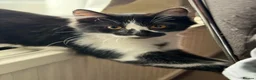 Mixed Breed cats for sale: Kittens  in Blackburn - Advert 10