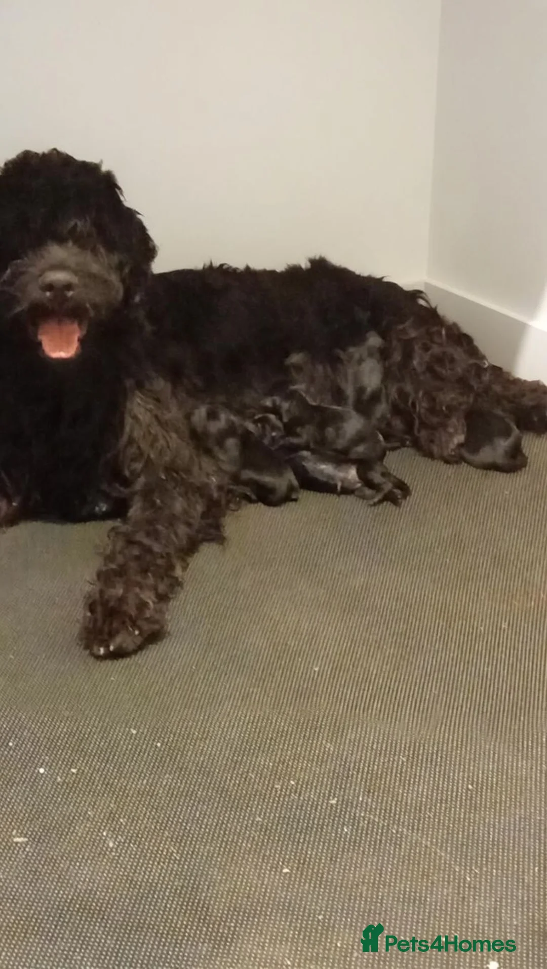 Mixed Breed dogs for sale: A very rare opportunity... - Advert 2