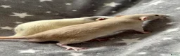 Rat rodents for sale: Baby Dumbo Rats Fancy Rats Male  - Advert 4
