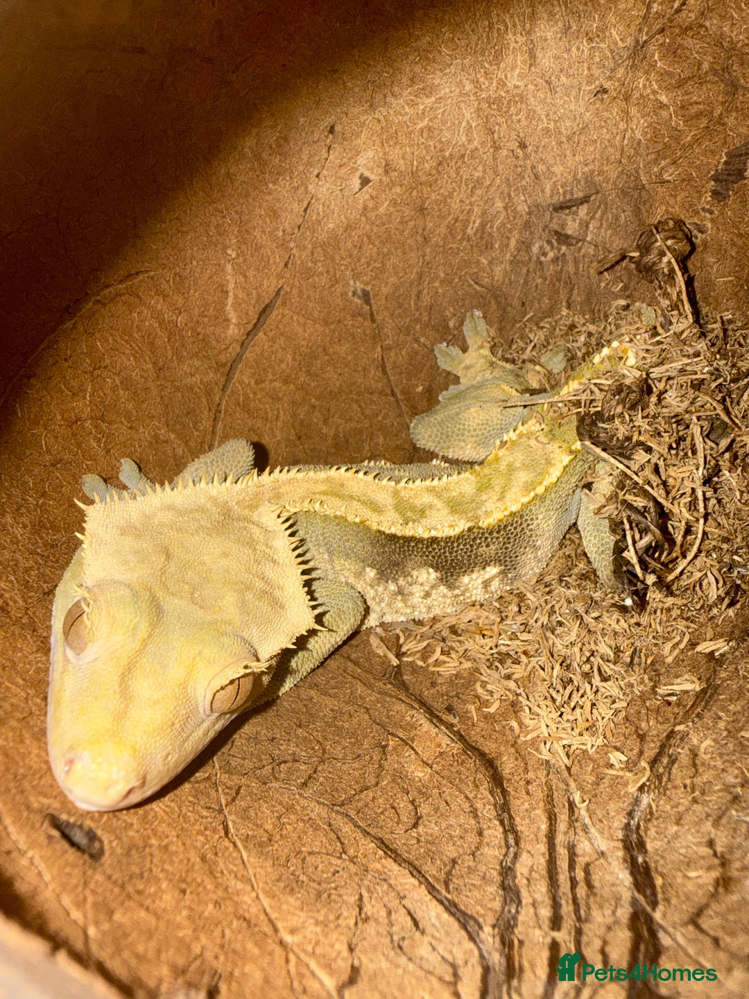 Gecko reptiles for sale: Crested geckos with full setups - Advert 3
