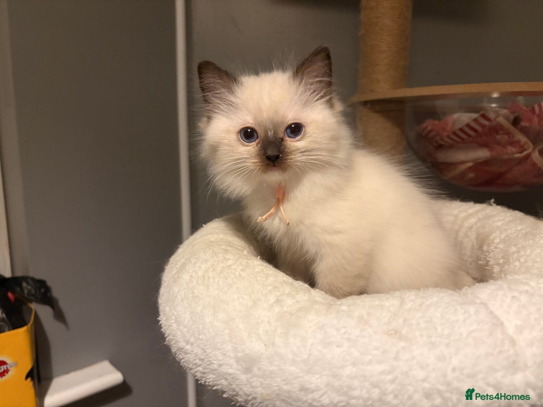 Ragdoll cats for sale: Tica European Ragdoll kittens  - Image 8