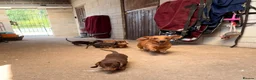 Miniature Dachshund dogs for sale: Pra clear mini dachshunds  - Advert 7